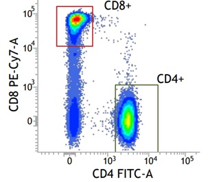 フローサイトメトリーの解析例